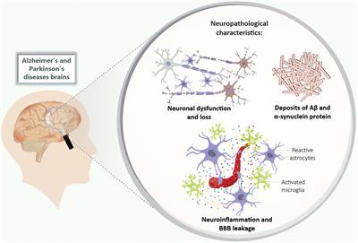 Frontiers | Animal Models of Metabolic Disorders in the Study of